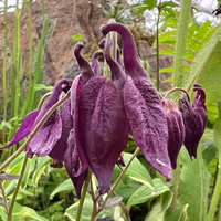 Aquilegia vulgaris 'Kuhistanica'
